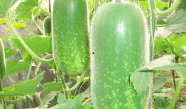 热门大瓜热心的朝阳爆料